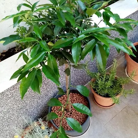 Anita Hure Hvar Town