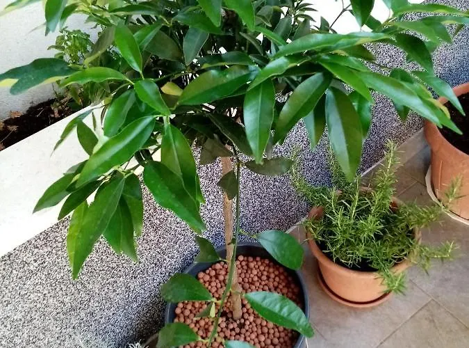 Anita Hure Hvar Town